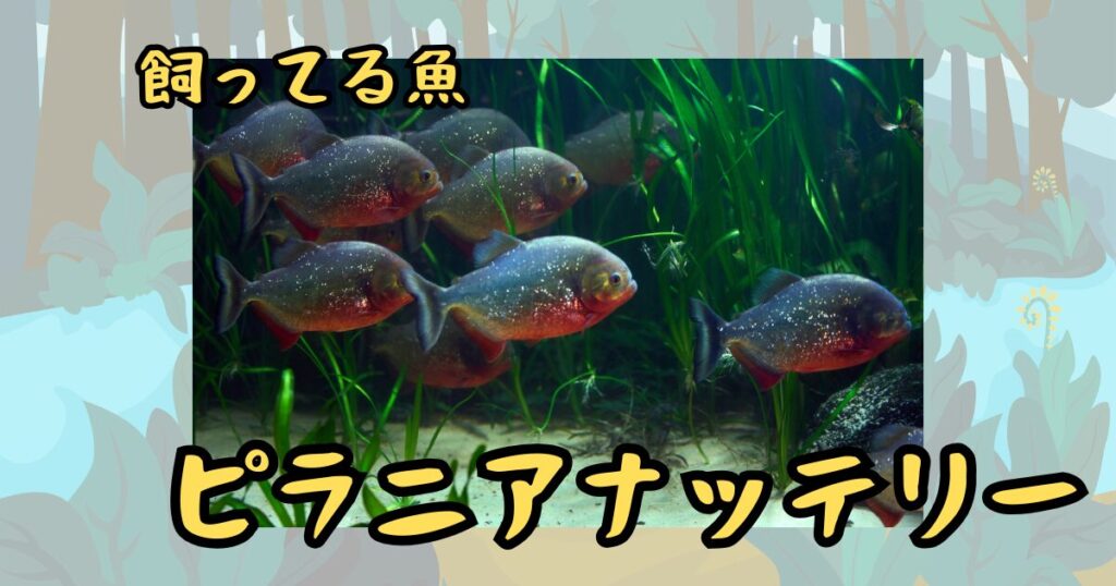 ピラニアナッテリー